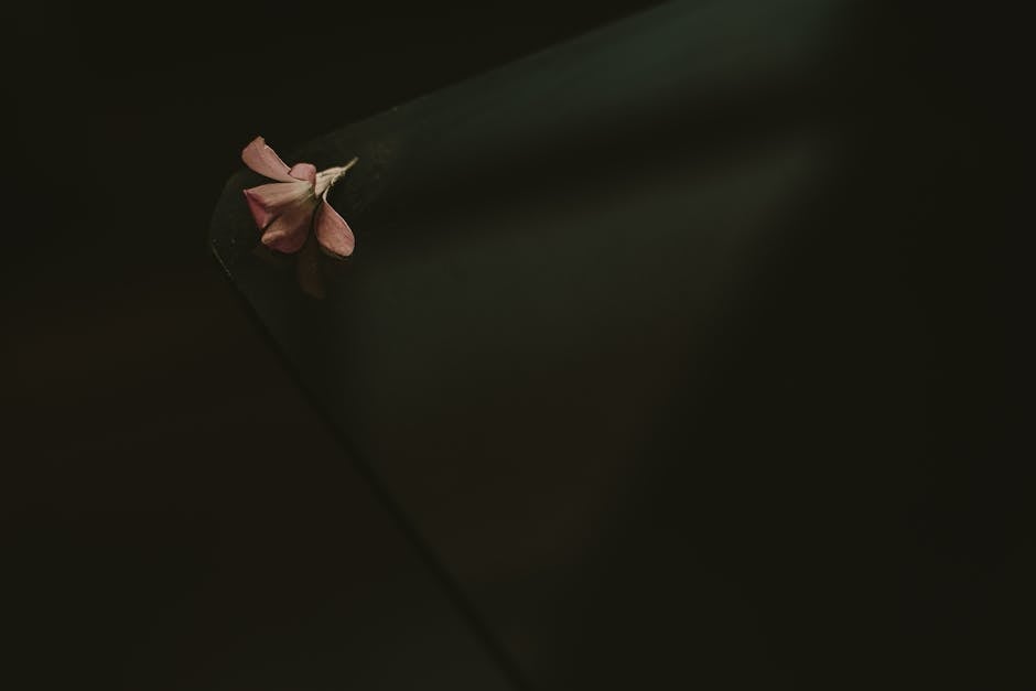 Flower on dark background